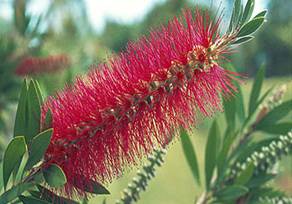 Callistemon%20Lanceolatus